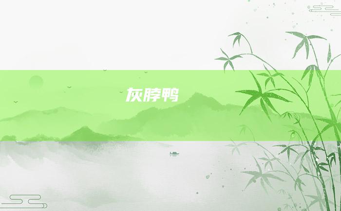 灰脖鸭