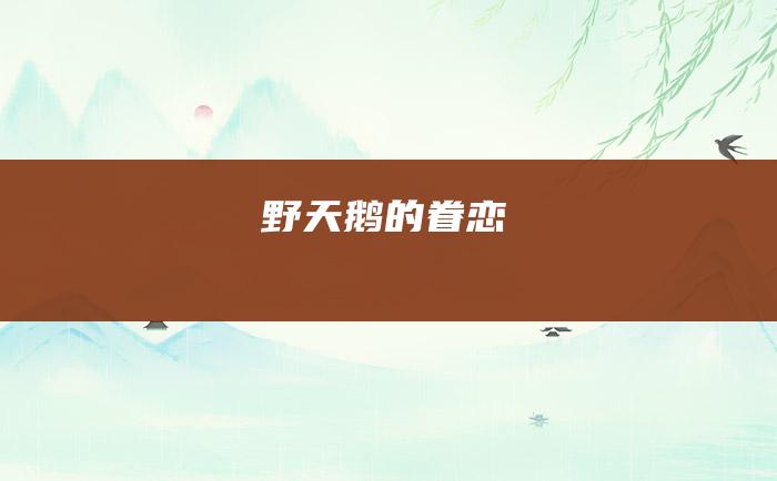 野天鹅的眷恋