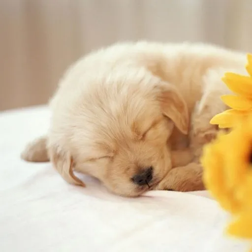 盐城旺柴文化传媒有限公司