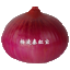 洋葱种子