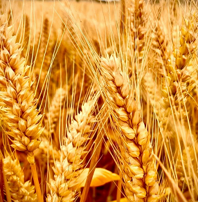 为企业/团体/个人提供绿色健康主食