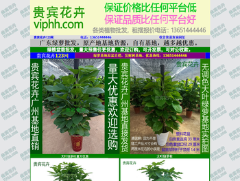 贵宾花卉，绿萝基地,绿萝批发,广州绿萝基地,广州大叶绿萝批发,绿萝报价，大叶绿萝柱最新价格,绿箩基地,绿萝批发价格,广州贵宾花卉有限公司，www.viphh.com