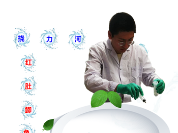 挠力河红肚鲫鱼