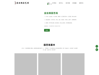 金丝楠木树苗价格