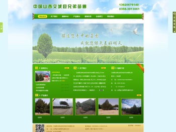 山西交城白皮松