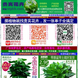 绿萝批发,广东绿萝基地,绿萝批发报价,绿萝批发价格，贵宾花卉,VIP花卉网www.viphh.com