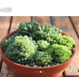 桂林多肉植物网