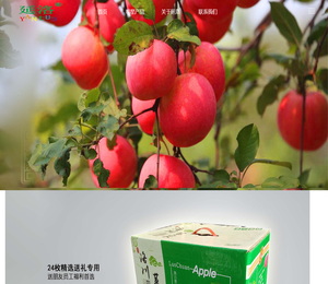 洛川红延洛苹果