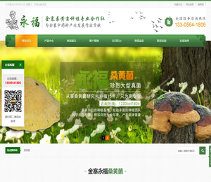 安徽省桑黄菌厂家