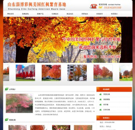 美国红枫,美国红枫扦插苗,美国红枫小苗