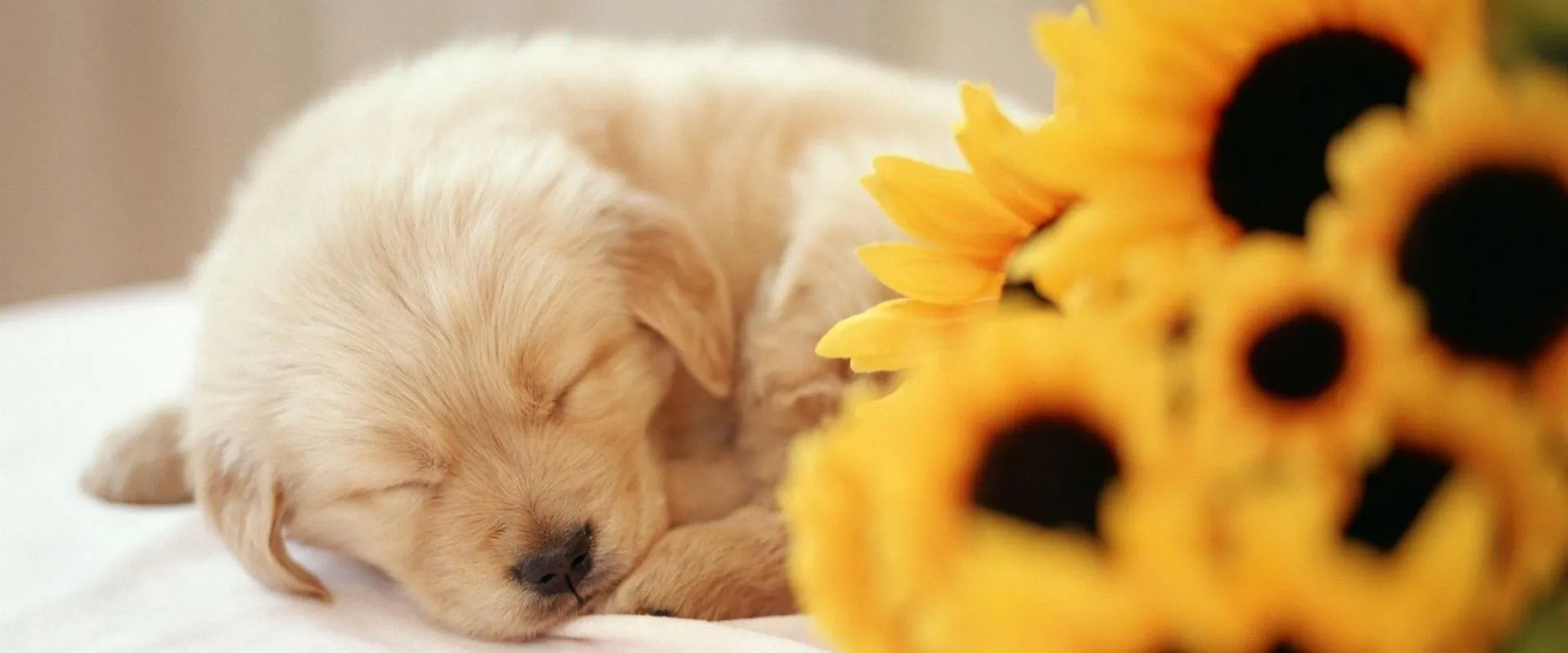 盐城旺柴文化传媒有限公司