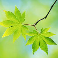 鸡毛报，生活技术