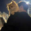 【掌上沙井】深圳沙井综合信息资讯门户网